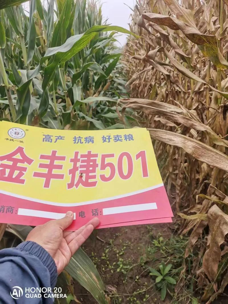 #金丰捷501抗锈一流,抗倒一流,产量高,品质优好卖粮